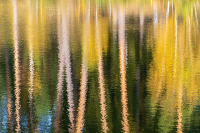 Abstract background of tree trunks blurred on the river surface on a sunny autumn day.
