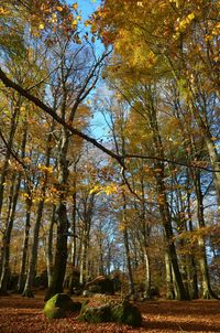 Low angle view of trees in forest