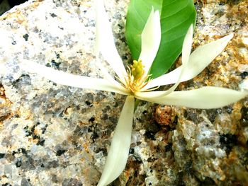 High angle view of insect on plant