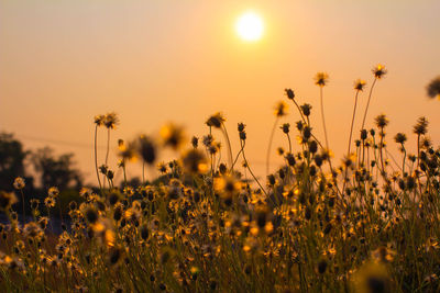 Scenic view of flowering plants on field against sky during sunset