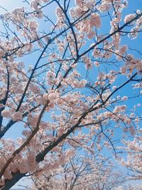 Low angle view of magnolia blossoms against sky