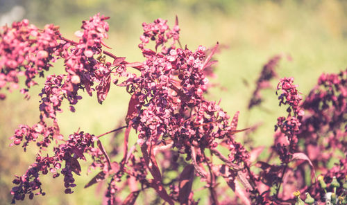 Close-up of pink flowers
