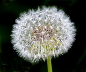 Close-up of dandelion flower