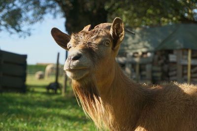 Close-up portrait of a goat