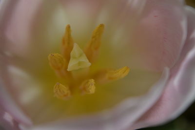 Macro shot of yellow flower