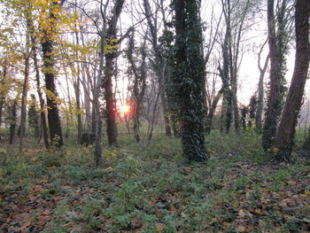 Sun shining through trees in forest