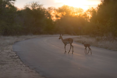 View of deer on road during sunset