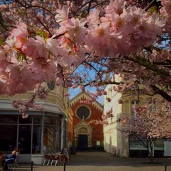 View of cherry blossom tree