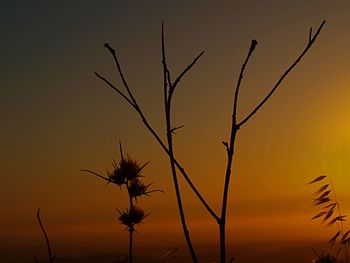 Close-up of silhouette plants against orange sunset sky