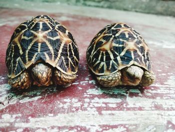 Close-up of tortoise on table