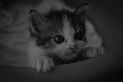 Close-up portrait of kitten