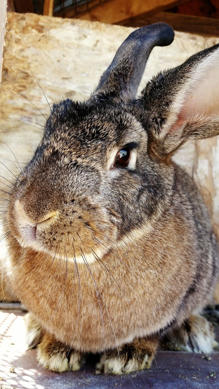 animal themes, one animal, animals in the wild, close-up, mammal, wildlife, animal head, animals in captivity, domestic animals, indoors, focus on foreground, animal body part, zoology, no people, two animals, day, portrait, looking away, zoo