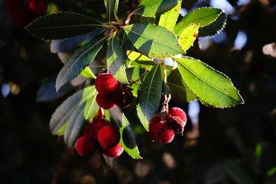 Close-up of berries growing on tree