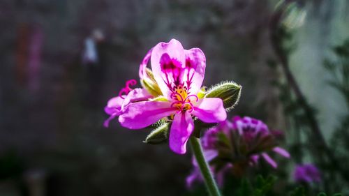 Close-up of pink flowering plant
