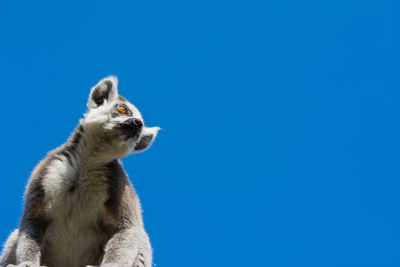 Ring-tailed lemur (lemur catta) during a summer day