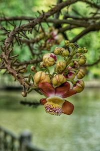 Close-up of flower buds