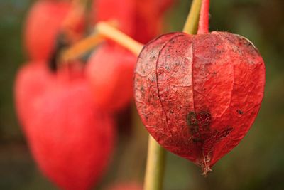 Close-up of red fruit