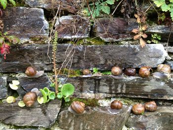 Close-up of plants in water