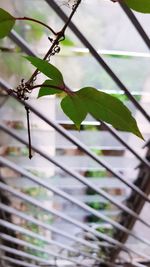 Close-up of plant