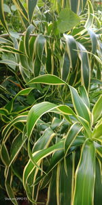 Full frame shot of fresh green plants