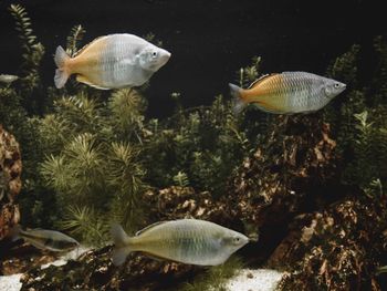 Close-up of fish swimming in aquarium