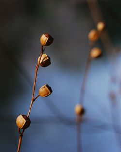 Close-up of leaves against blurred background