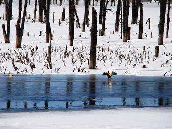 Birds swimming in lake during winter