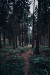 Trees in forest