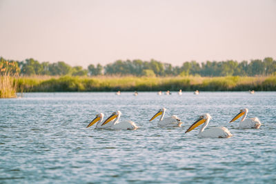 Pelicans in danube delta