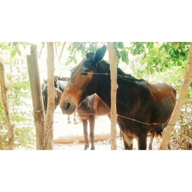 animal themes, horse, livestock, mammal, domestic animals, herbivorous, standing, working animal, field, fence, two animals, brown, one animal, tree, zoology, grazing, nature, auto post production filter, cow, side view