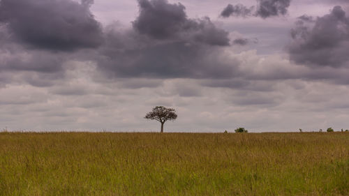 Scenic view of field against sky