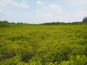 Scenic view of grassy field against sky