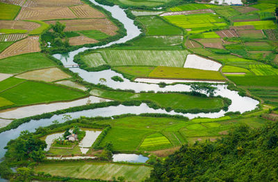 High angle view of rice fields