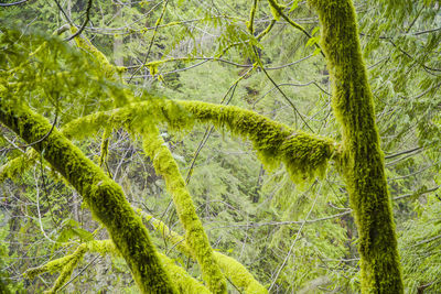 Close-up of pine tree