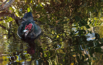 Muscovy duck cairina moschata is native to mexico and south america