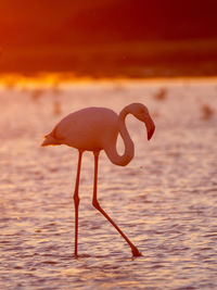 Greater flamingo silhoutte in camargue at dusk