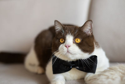 Cute british shorthair cat posing with butterfly neck tie