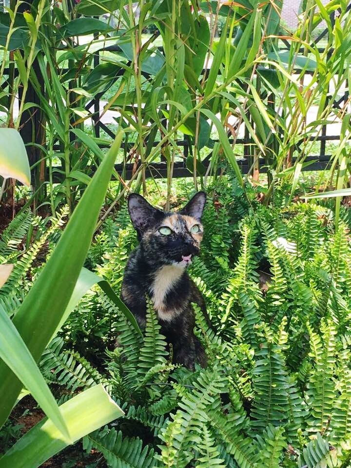 CLOSE-UP OF CAT ON PLANT