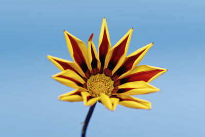 Close-up of yellow flower against blue sky