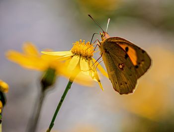 Close-up of butterfly pollinating on yellow flower