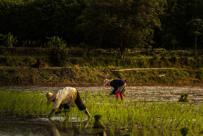 Rear view of a man walking on road