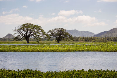 Scenic view of field against sky