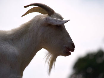Close-up of a goat profile