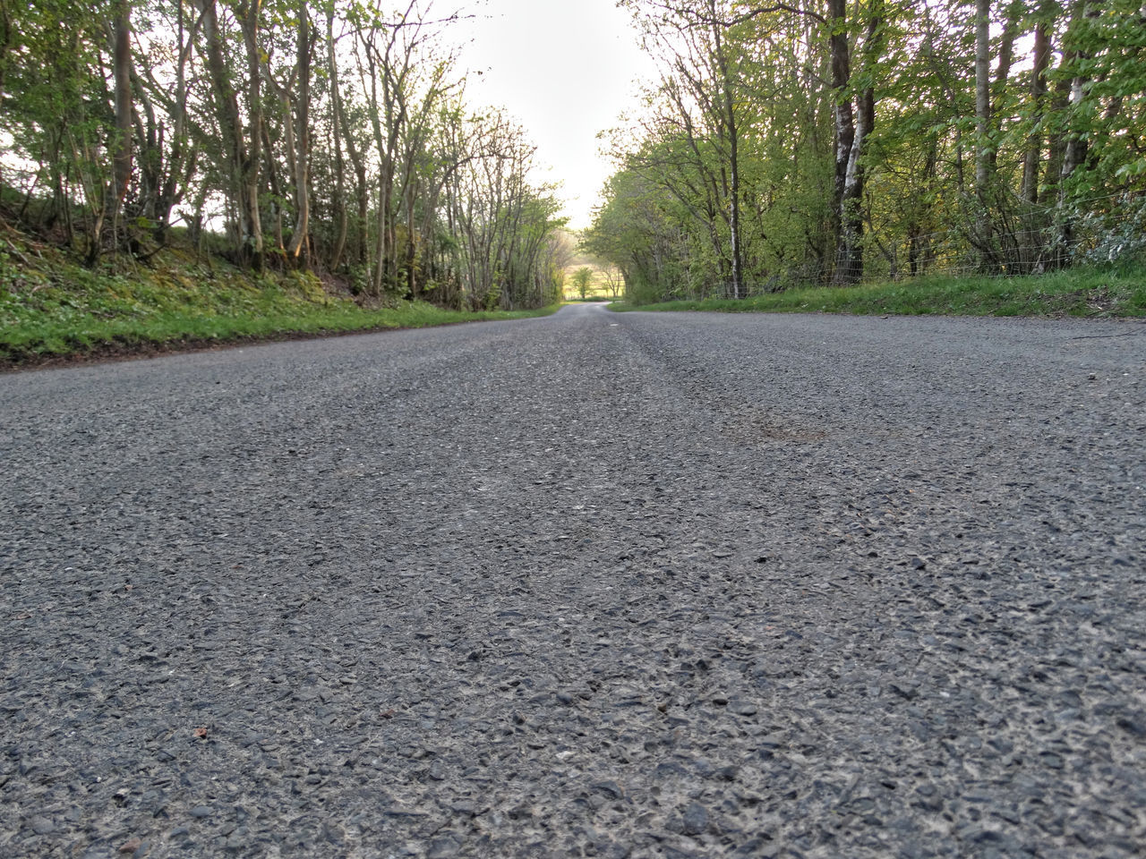 EMPTY ROAD AMIDST TREES