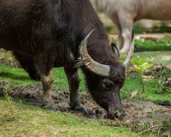 Horse grazing in a field
