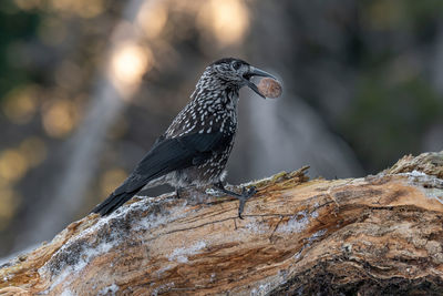 Close-up of bird carrying food