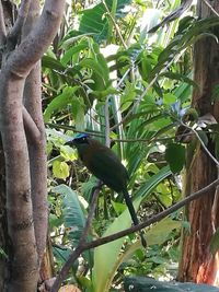 Low angle view of bird perching on tree