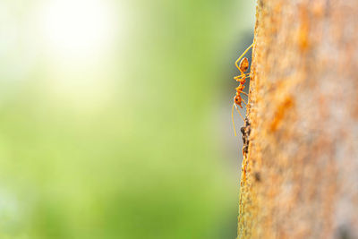 Fire ant on branch in nature ,selection focus only on some points in the image.