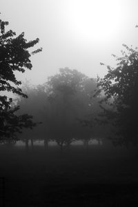 Silhouette trees on field against sky at morning