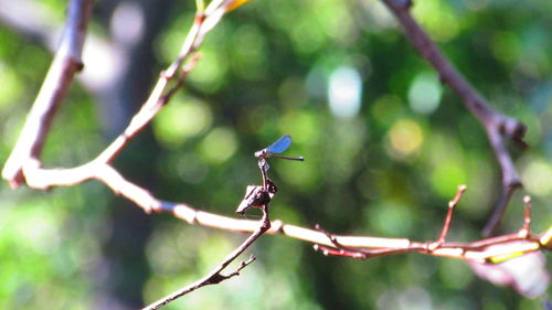 Close-up of plant against blurred background